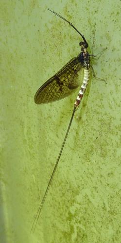 Ephemera danica